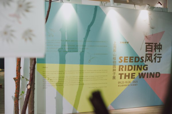 宏益配资 这些种子居然会飞？快来看这个神奇的种子展
